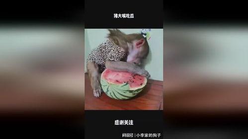 娱乐大嘴吃瓜,揭秘娱乐圈背后的秘密与八卦  第2张